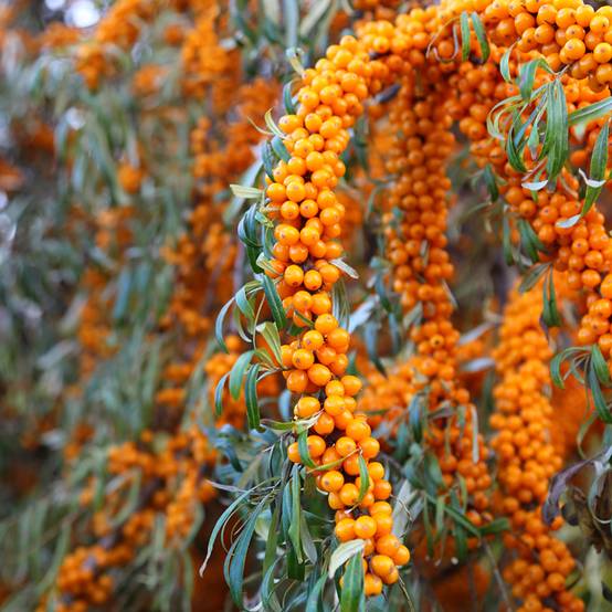 Promesse de Fleurs - Hippophae rhamnoides Orange Energy - Argousier Pot de 3L/4L