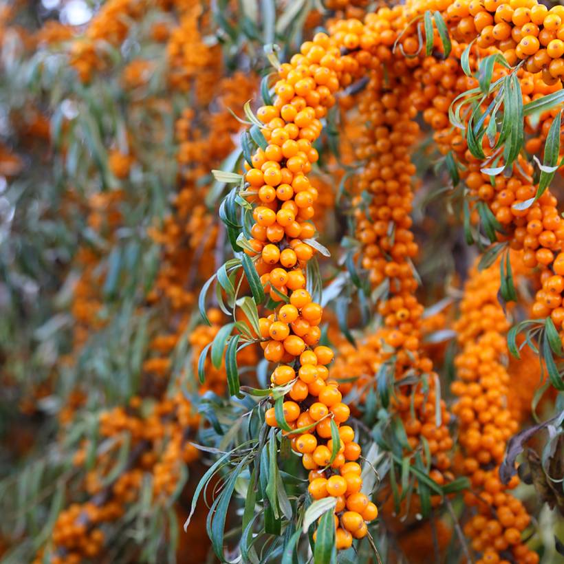Promesse de Fleurs - Hippophae rhamnoides Orange Energy - Argousier  Pot de 3L/4L