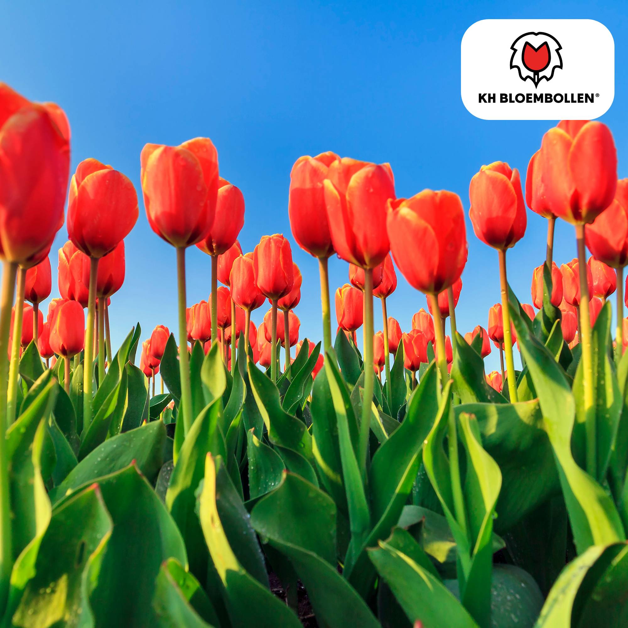 La Green Touch - Tulipe Dafeng - 20 bulbes - Image 2