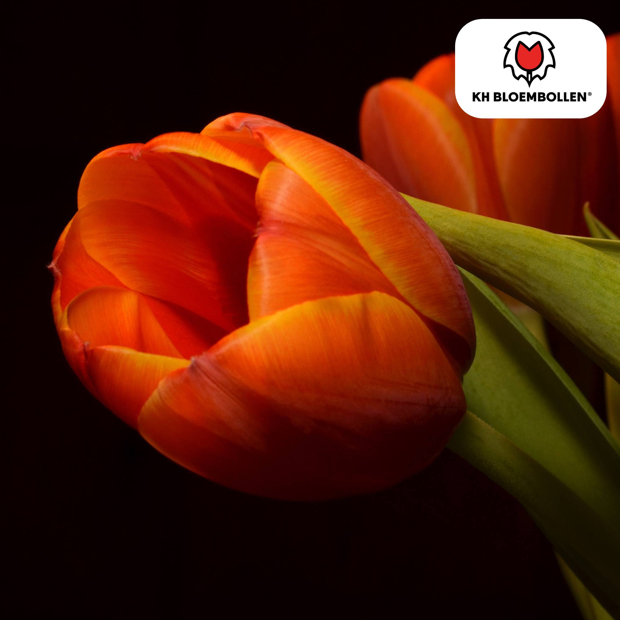 La Green Touch - Tulipe Dafeng - 20 bulbes - Image 5