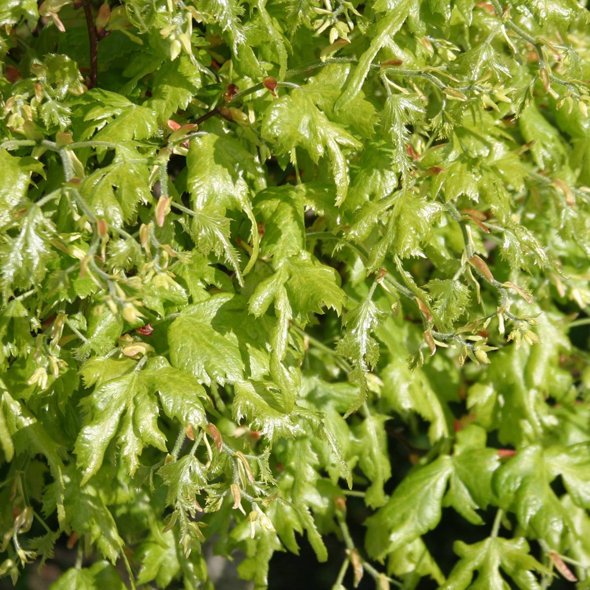 Tilleul à grandes feuilles - Tilia platyphyllos Laciniata Pot de 7,5L/10L