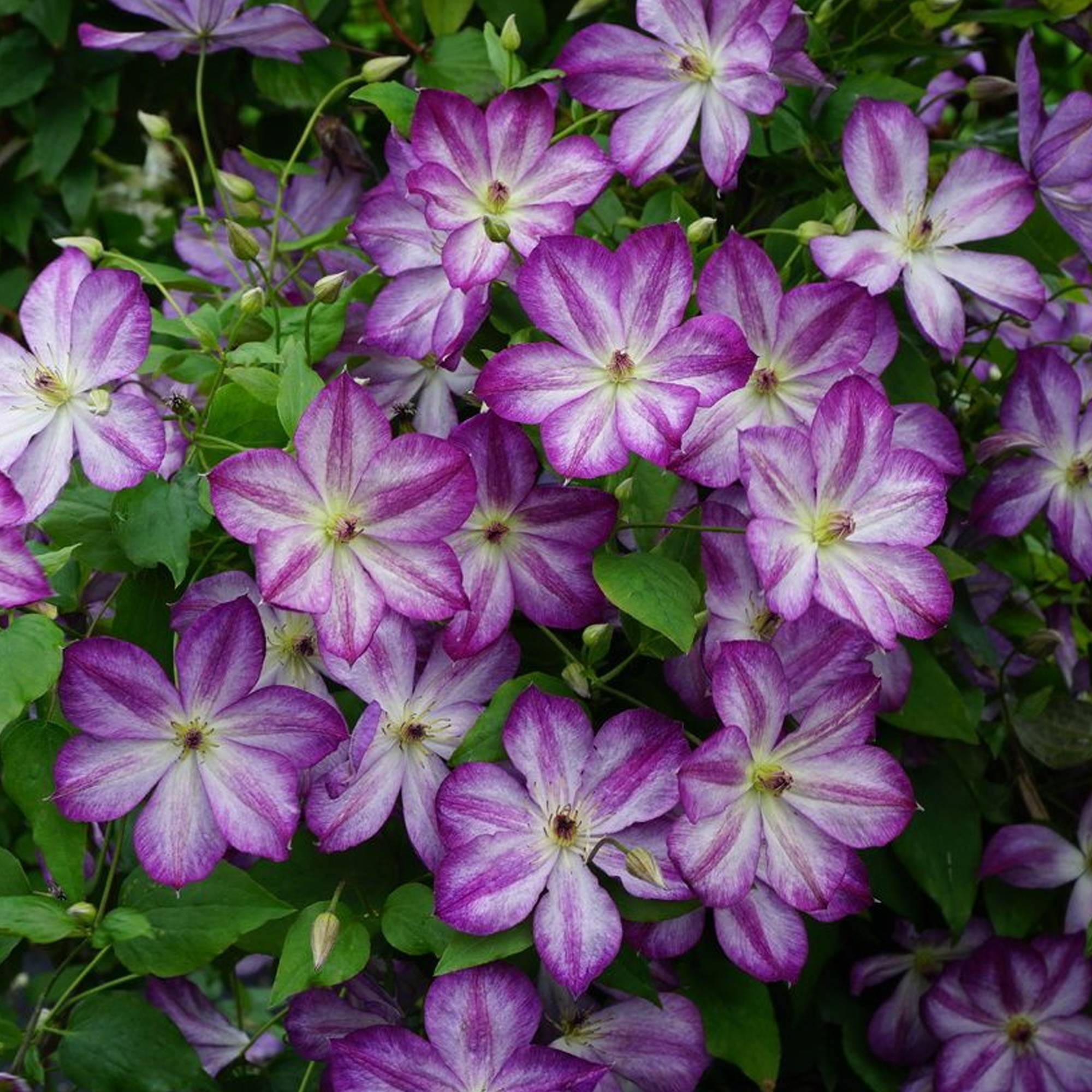 Gardenersdream - Clématite 'Pernille' plante grimpante à feuilles caduques en pot de 9 cm - GardenersDream - Imagen 1