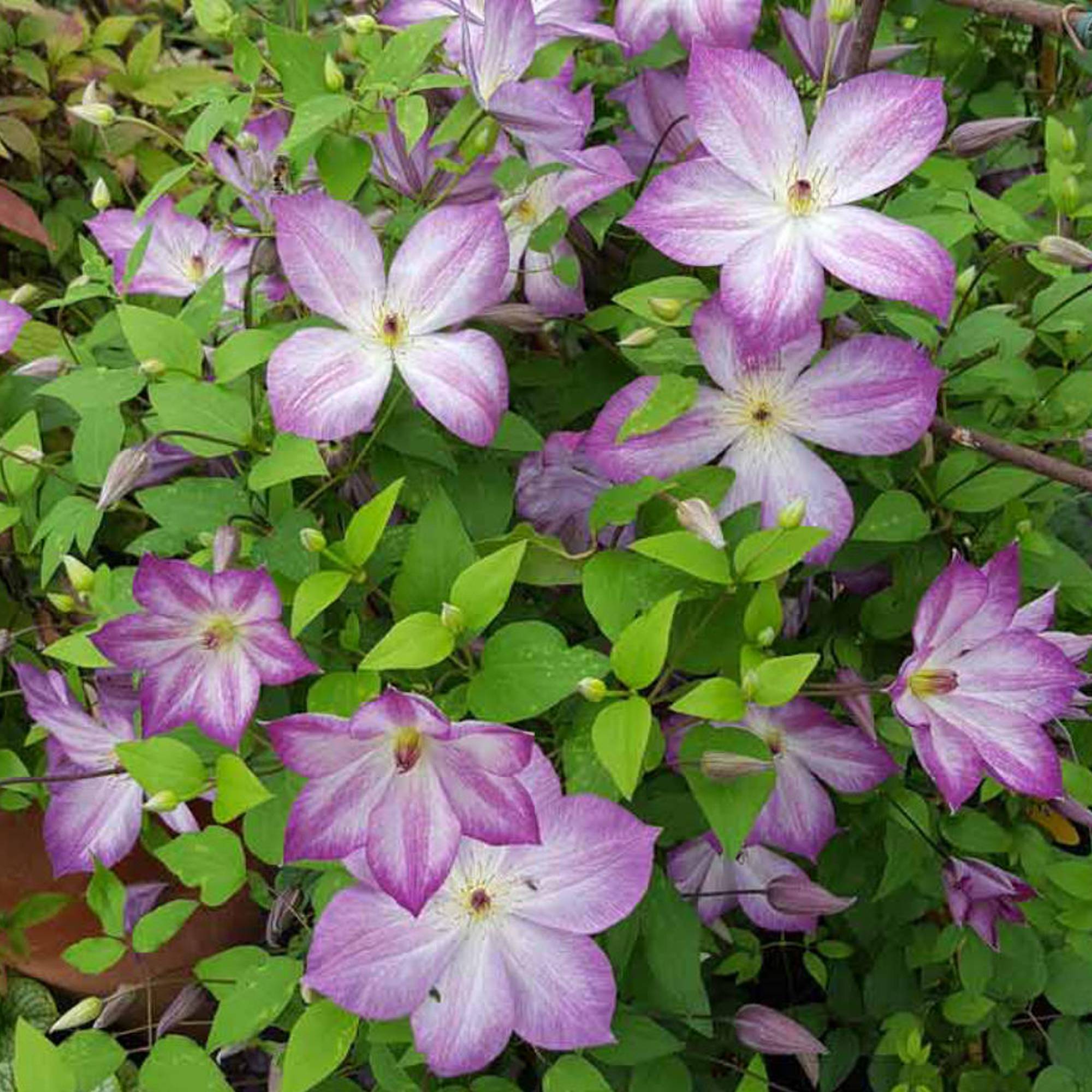 Gardenersdream - Clématite 'Pernille' plante grimpante à feuilles caduques en pot de 9 cm - GardenersDream - Imagen 3
