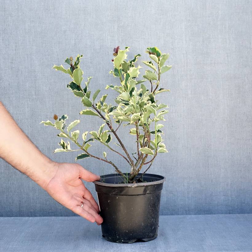 Ilex aquifolium Madame Briot - Houx panaché Pot de 3L/4L - Image 2