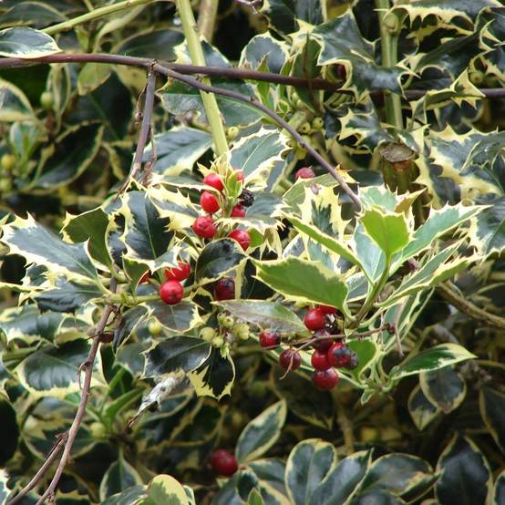 Ilex aquifolium Madame Briot - Houx panaché Pot de 3L/4L - Image 1