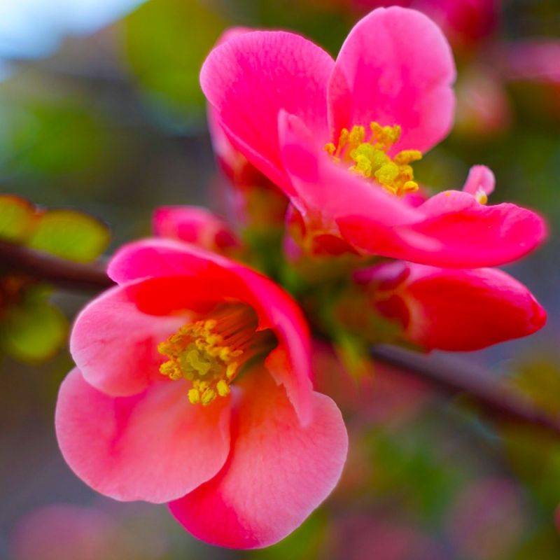 Cognassier du Japon 'Pink Lady' (Chaenomeles superba 'Pink Lady') - Godet - Taille 13/25cm - Pépinières Naudet