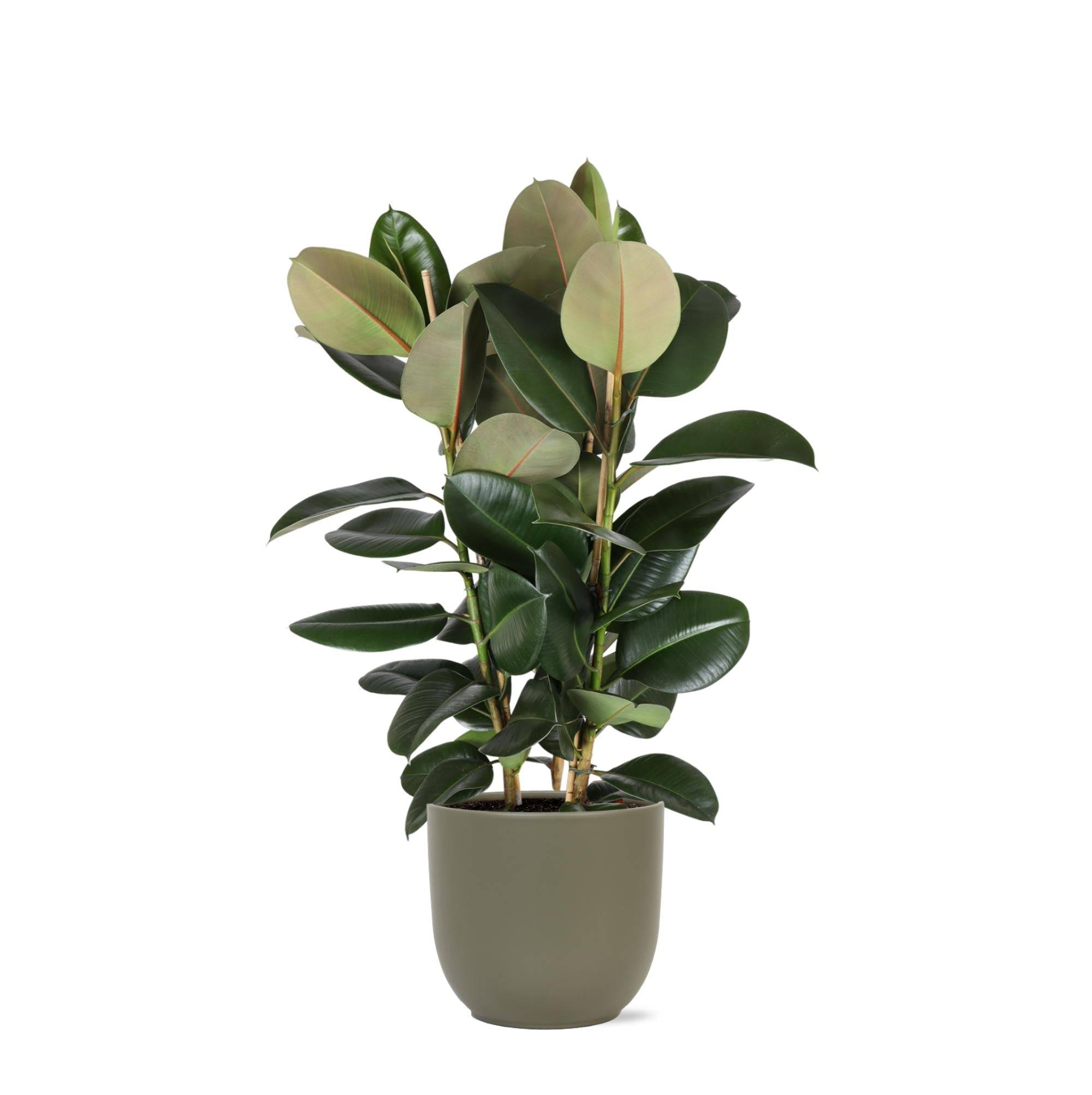 La Green Touch - Ficus Elastica Robusta et son pot- La Green Touch Olive - Hauteur 115cm