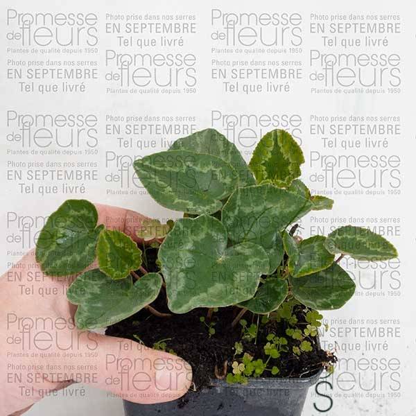 Cyclamen de Naples blanc Godet de 7/8 cm - Image 3
