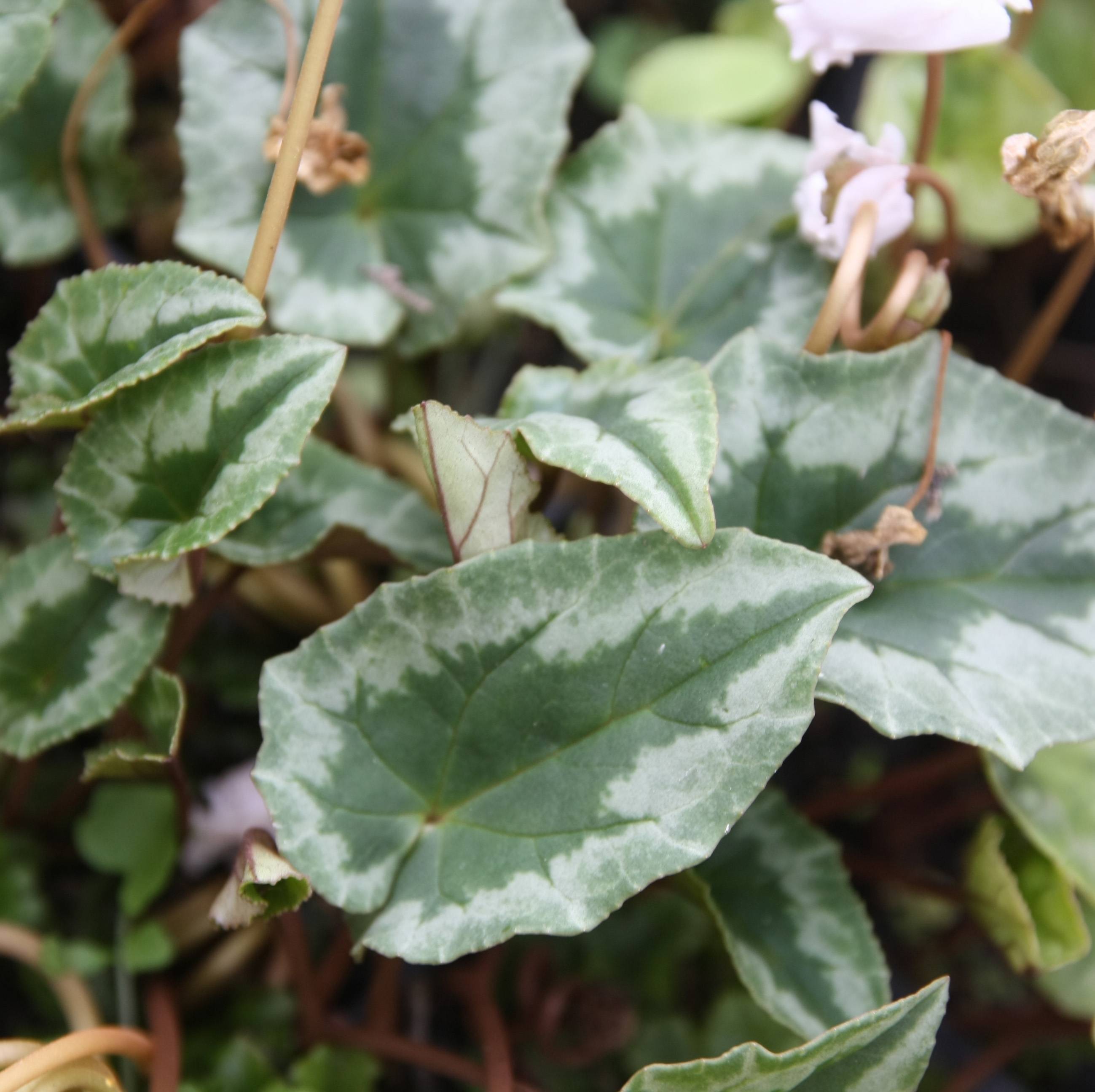 Cyclamen de Naples blanc Godet de 7/8 cm - Image 2