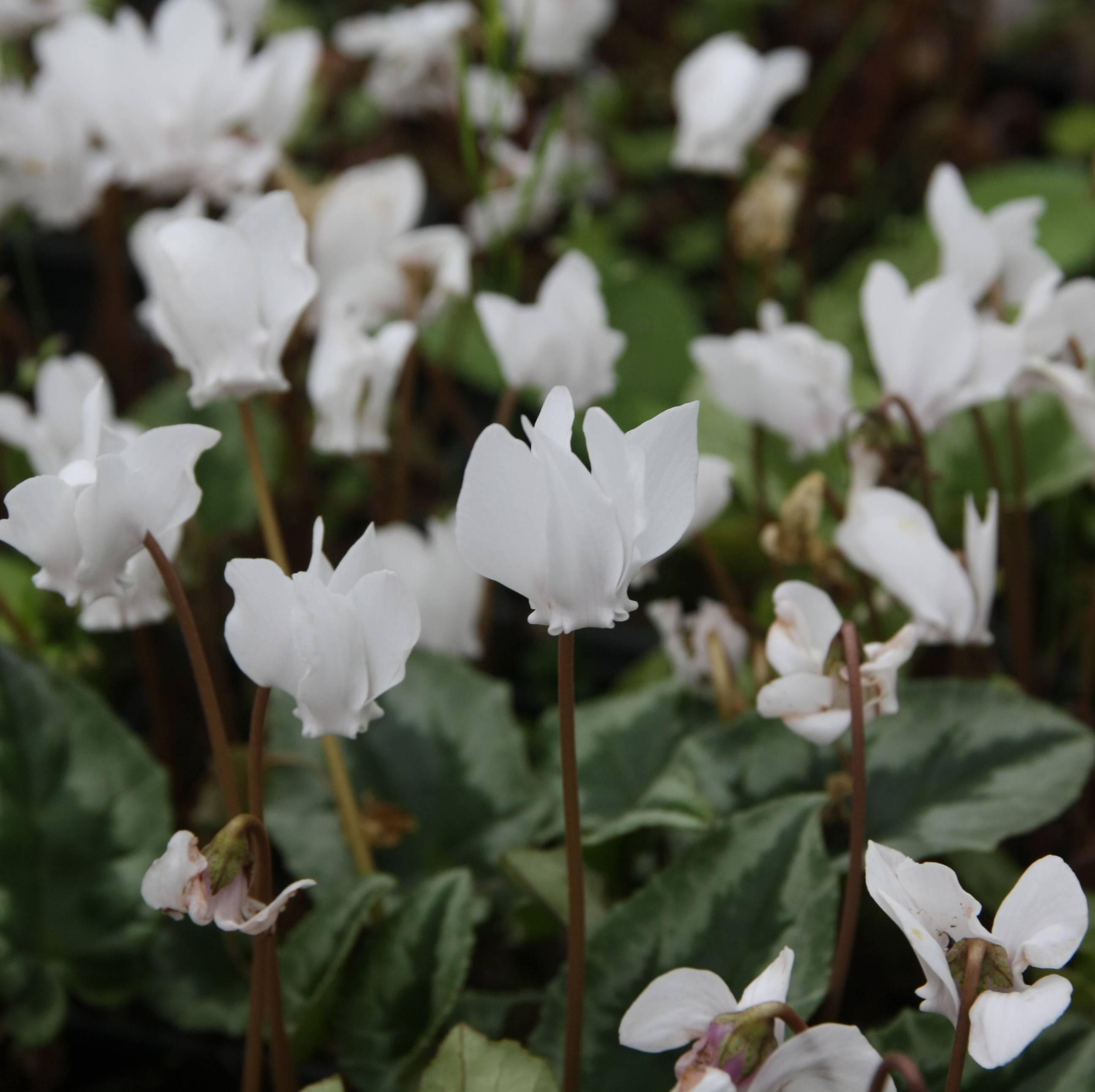 Cyclamen de Naples blanc Godet de 7/8 cm - Image 1