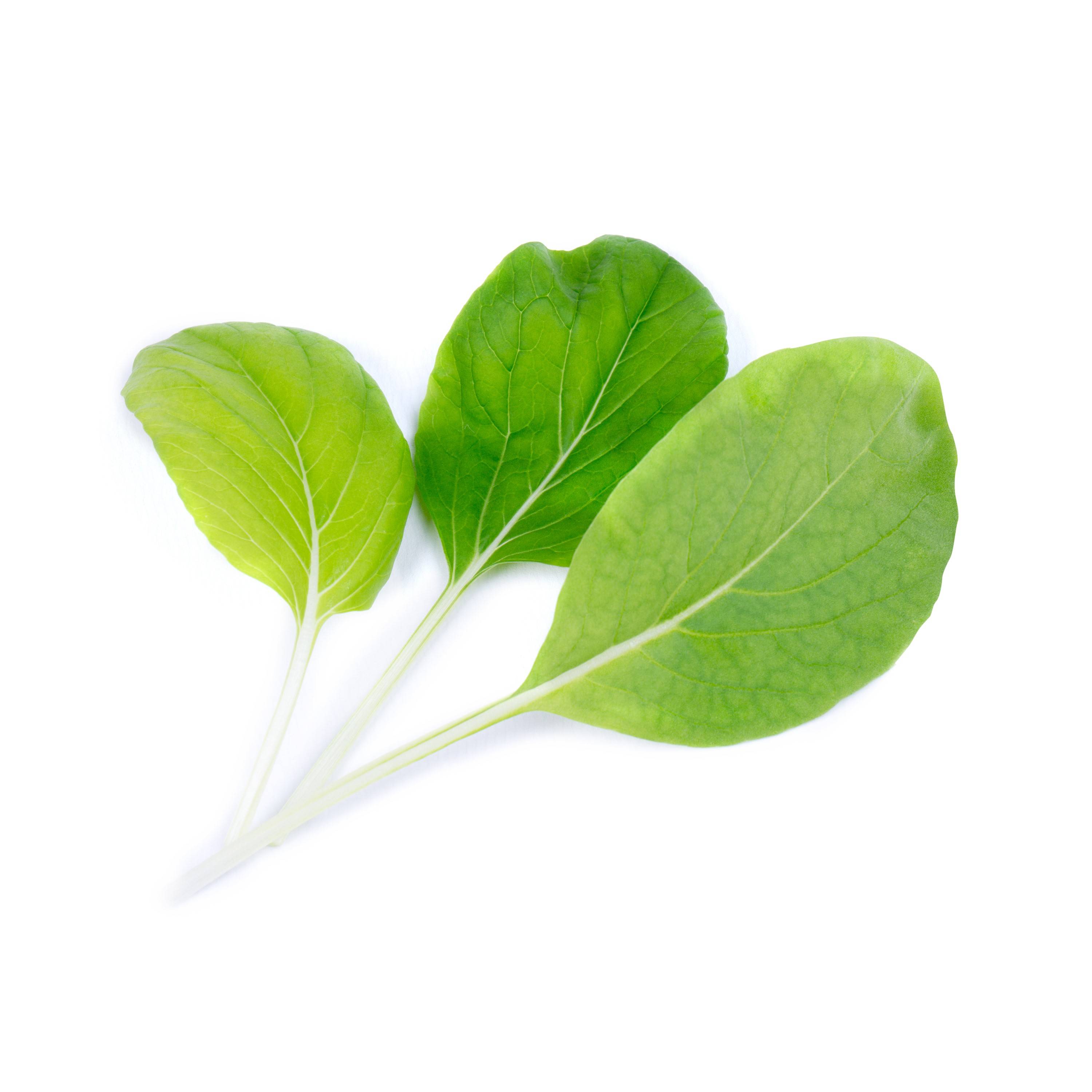 Veritable - Lingot Pak Choï BIO - Recharge prête à l'emploi - Véritable - Imagen 2