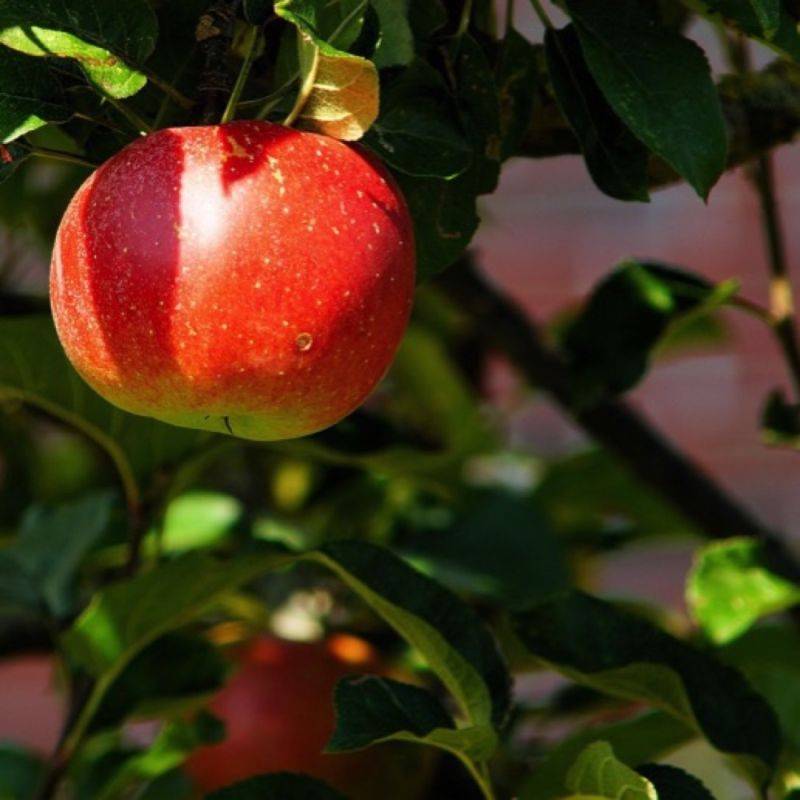 Pommier 'Châtaignier' (Malus domestica 'Châtaignier') - Scion de 80 à 100cm - Pépinières Naudet - Imagen 1