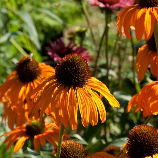 Echinacea Tangerine Dream - Echinacée Godet de 8/9 cm