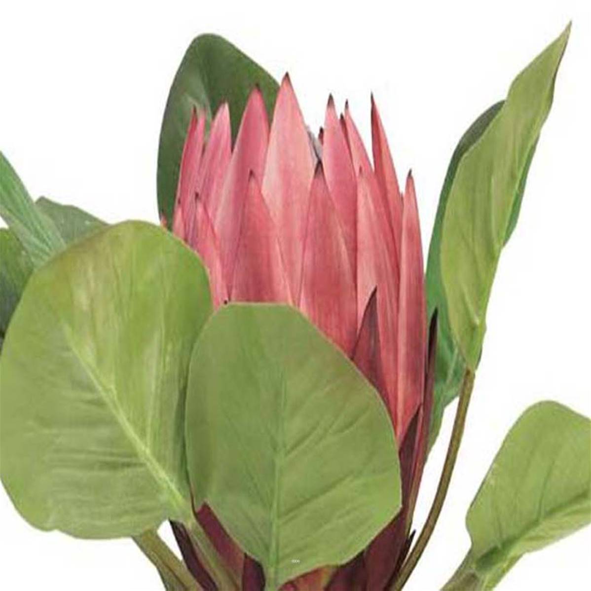 Artificielles - Protea artificielle, spéciale grande taille, H 84 cm - BEST - Imagen 3