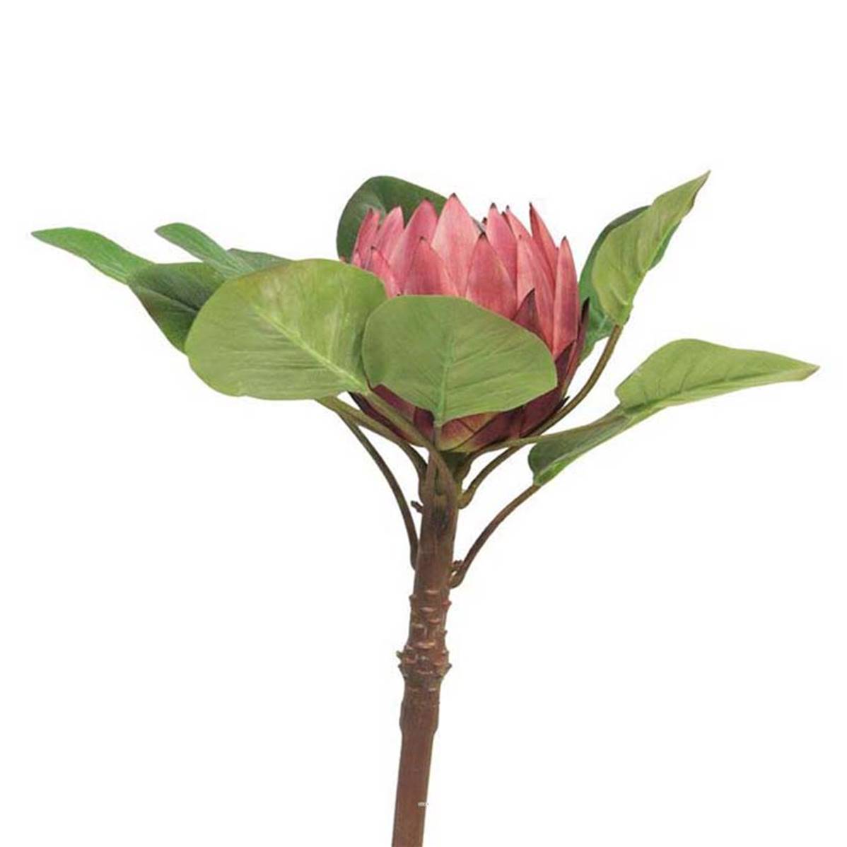 Artificielles - Protea artificielle, spéciale grande taille, H 84 cm - BEST - Imagen 1