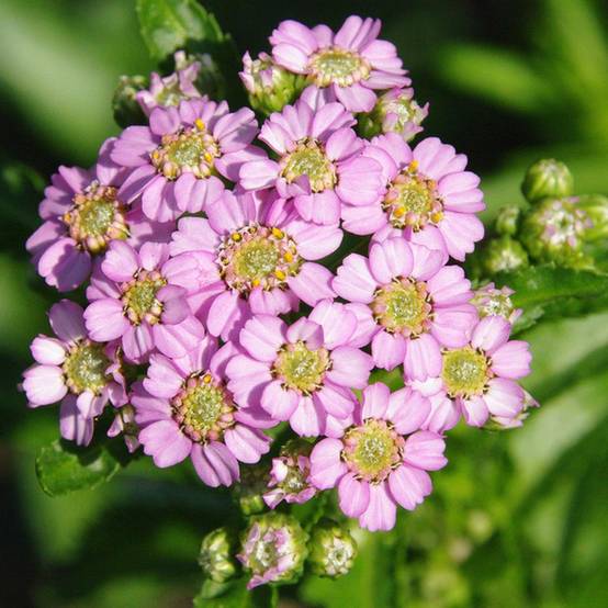 Achilléa sibirica var. camtschatica Love Parade - Achillée de Sibérie. Godet de 8/9 cm