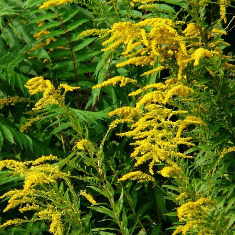 Verge d'or Golden Dwarf, Solidago à fleurs Jaune/ - feuillage Caduc - Godet - 5/20 cm - Imagen 4