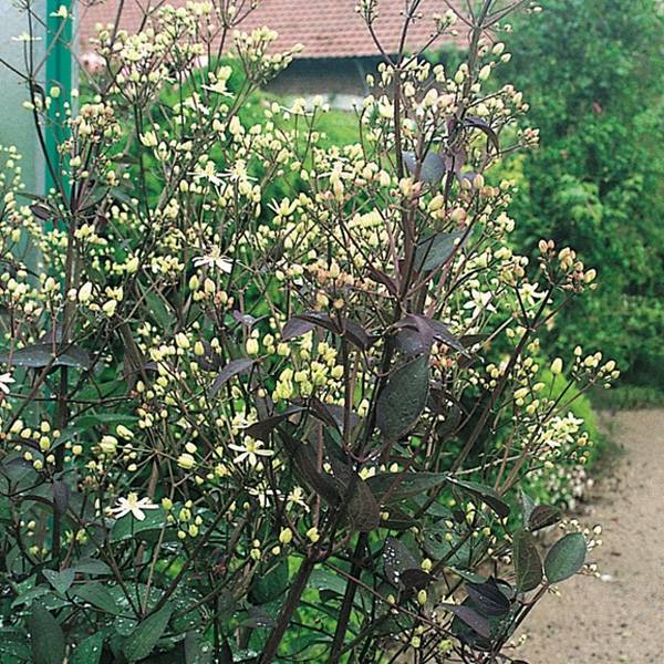 Clématite Herbacée Recta Purpurea Pot de 2L/3L