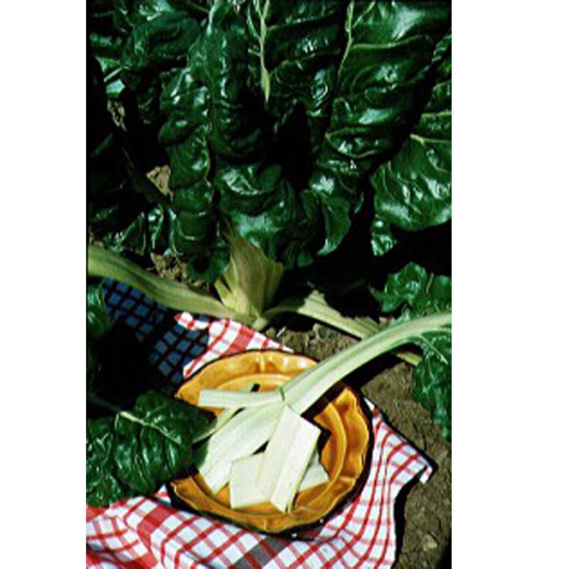 Poirée blonde à Carde Blanche - Blette - Beta vulgaris le sachet de 250 graines environ (6g)