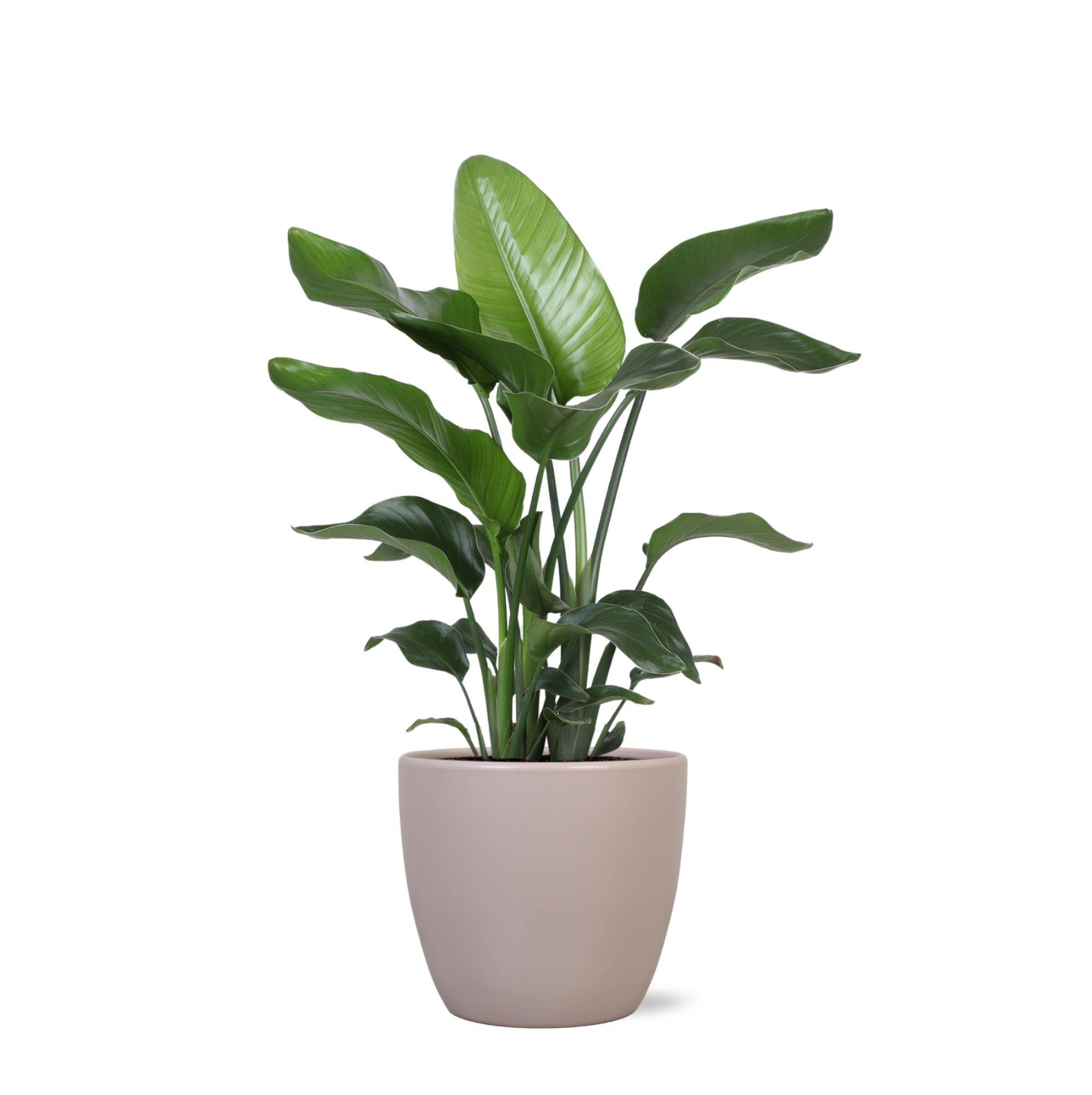 Strelitzia Nicolai et son pot- La Green Touch Taupe - Hauteur 80cm
