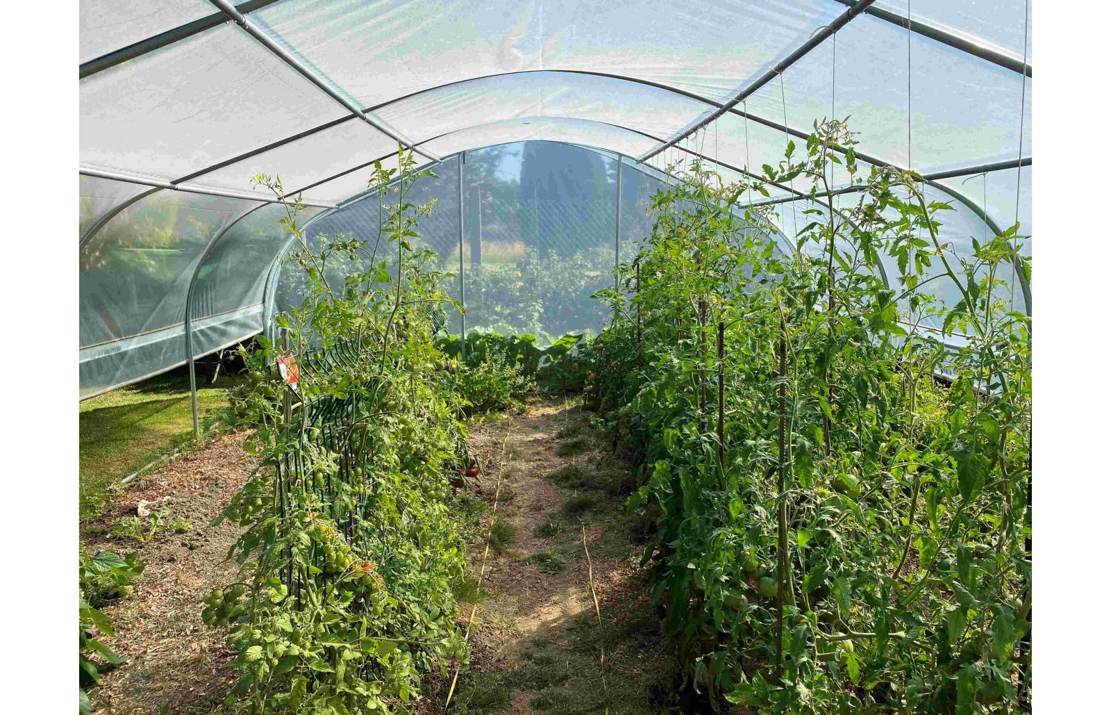 Serre de jardin avec aérations 5 x 5 m - Image 6