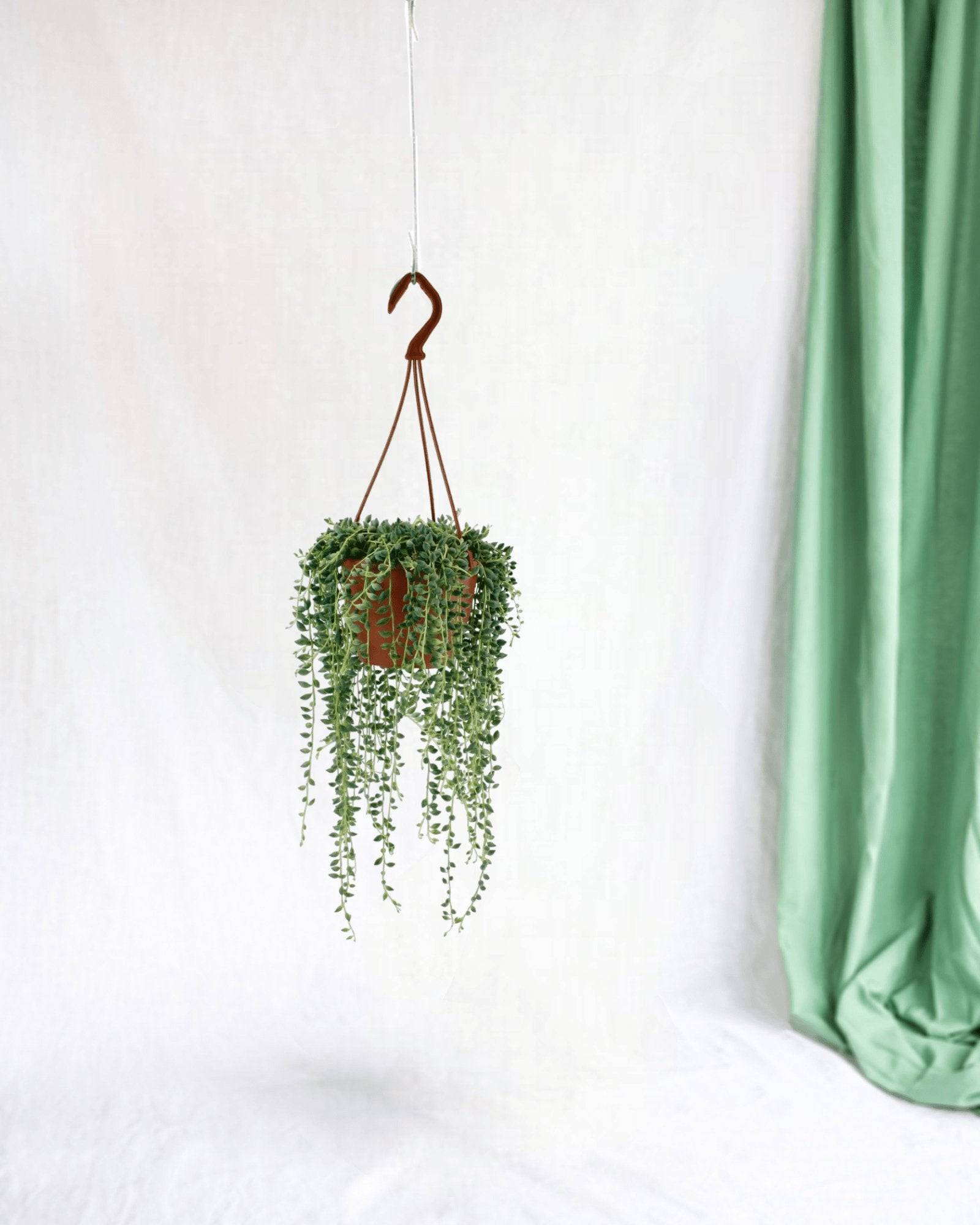 La Green Touch - Senecio Herreianus 20cm - Plante d'intérieur- La Green Touch - Image 1