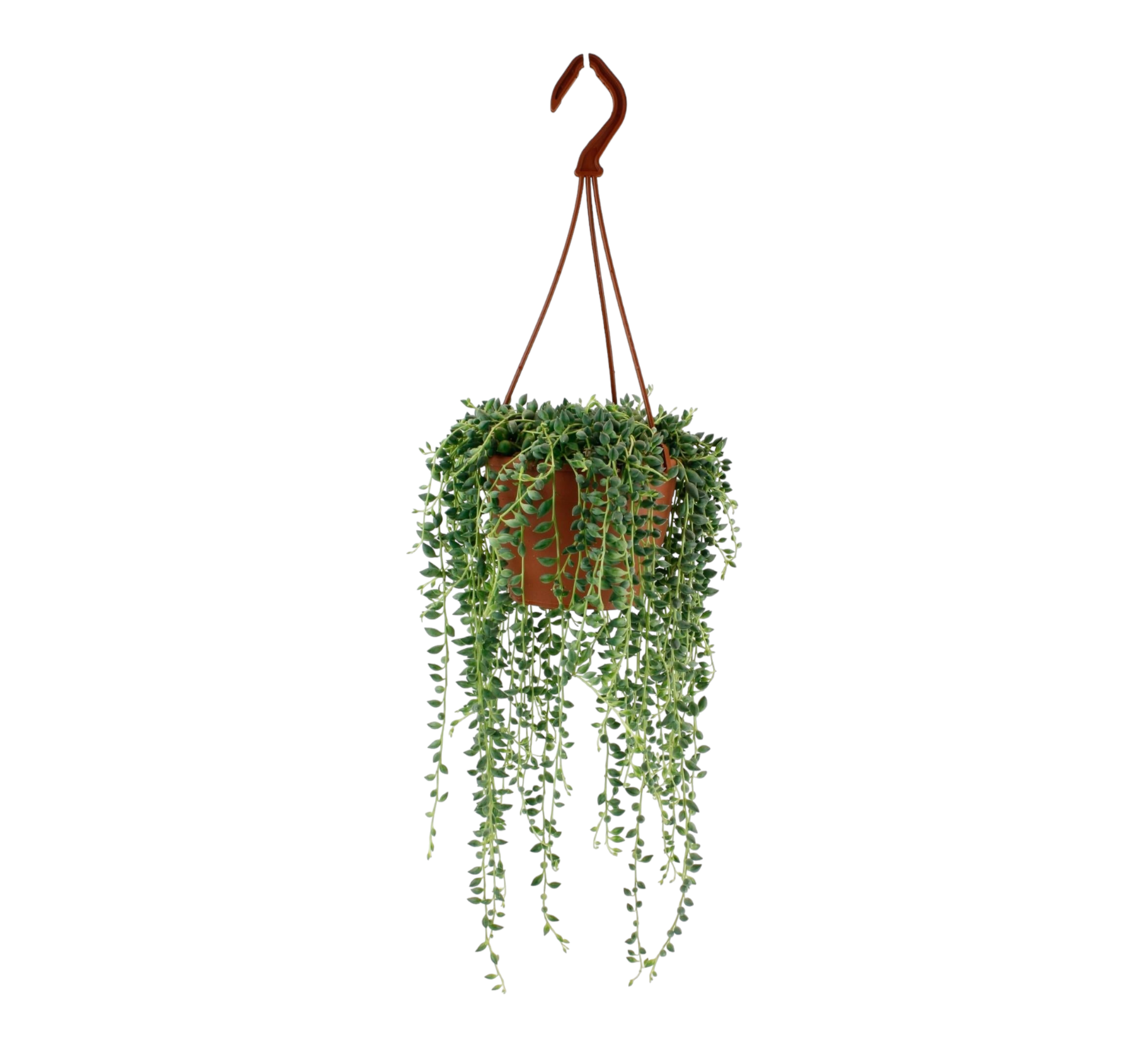Senecio Herreianus 20cm - Plante d'intérieur- La Green Touch