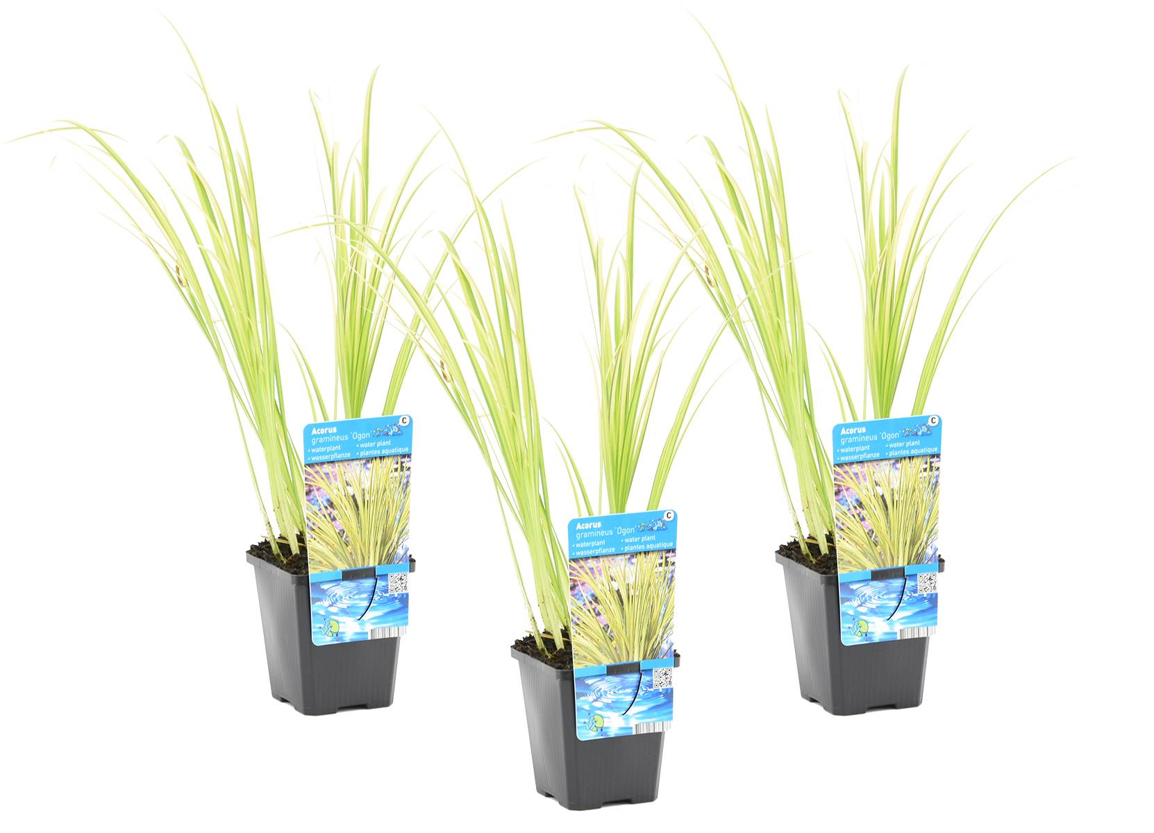 Lot de 3 - Acorus Ogon - Acore nain - Plantes de bassin - Résistante au gel - H. 10-20 cm - P. 9 cm - Image 1