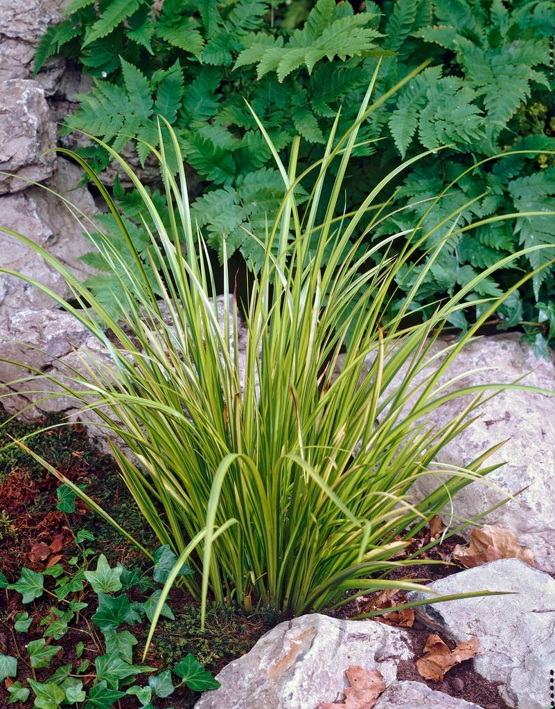 Lot de 3 - Acorus Ogon - Acore nain - Plantes de bassin - Résistante au gel - H. 10-20 cm - P. 9 cm - Image 2