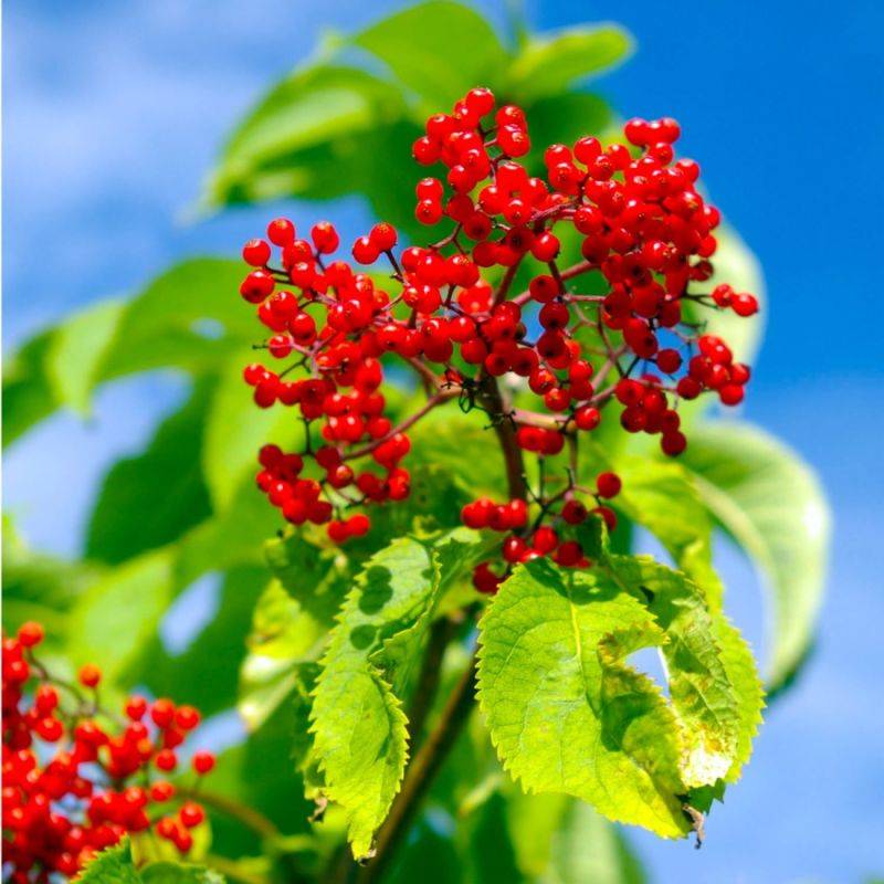 Sureau rouge (Sambucus racemosa) - Godet - Taille 15/30cm - Pépinières Naudet