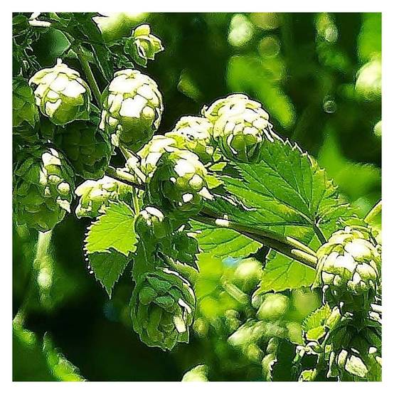Houblon doré - Godet - 5/10 cm - Image 6