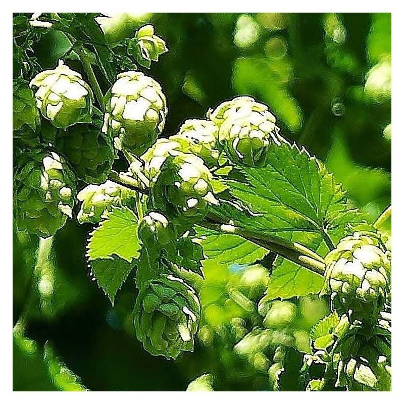 Houblon doré - Godet - 5/10 cm - Imagen 6