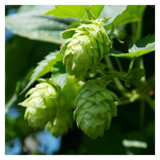Houblon doré - Godet - 5/10 cm - Image 3