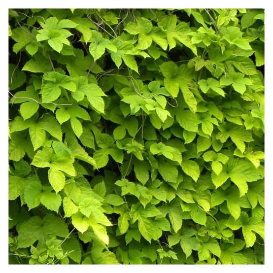 Houblon doré - Godet - 5/10 cm - Image 1