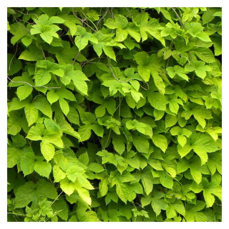 Houblon doré - Godet - 5/10 cm - Imagen 1