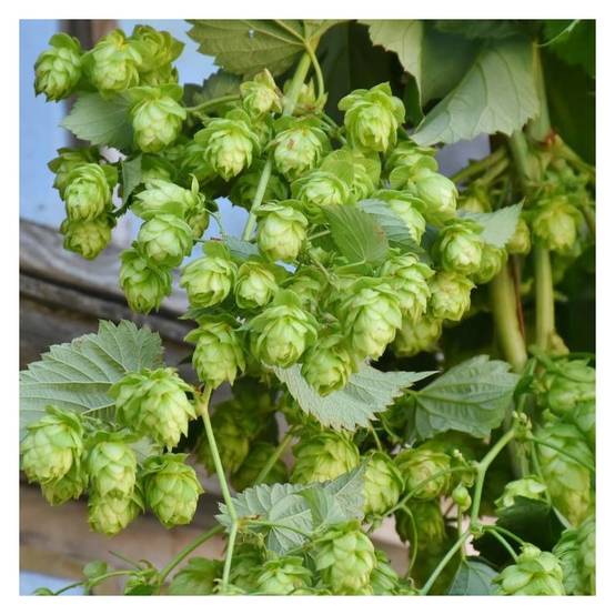 Houblon doré - Godet - 5/10 cm - Image 4