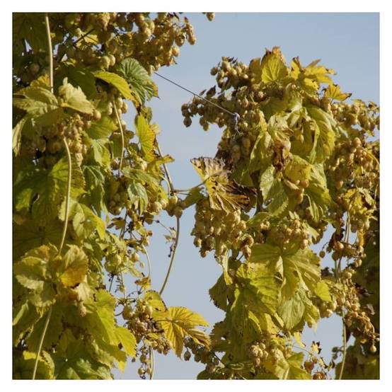 Houblon doré - Godet - 5/10 cm - Image 5