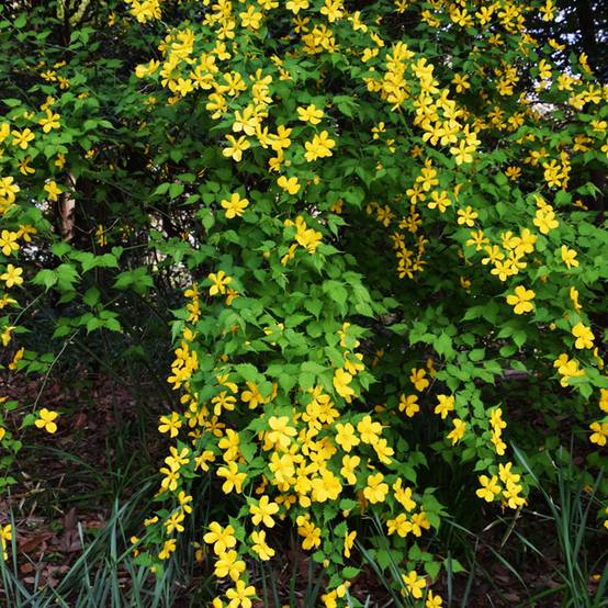 Kerria Japonica Golden Guinea Pot de 2L/3L - Image 1