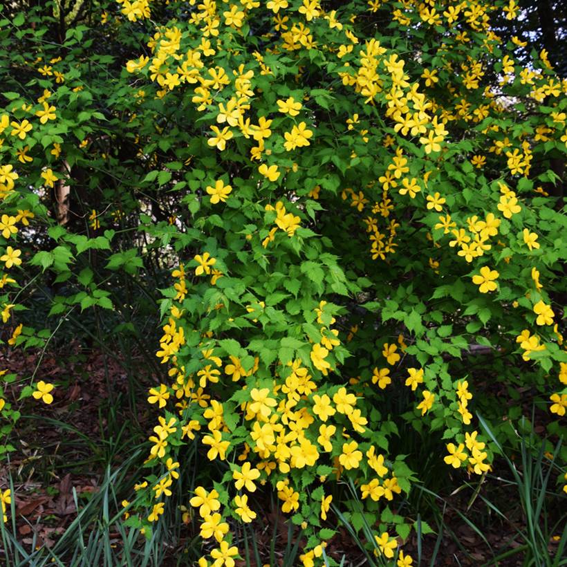 Kerria Japonica Golden Guinea Pot de 2L/3L