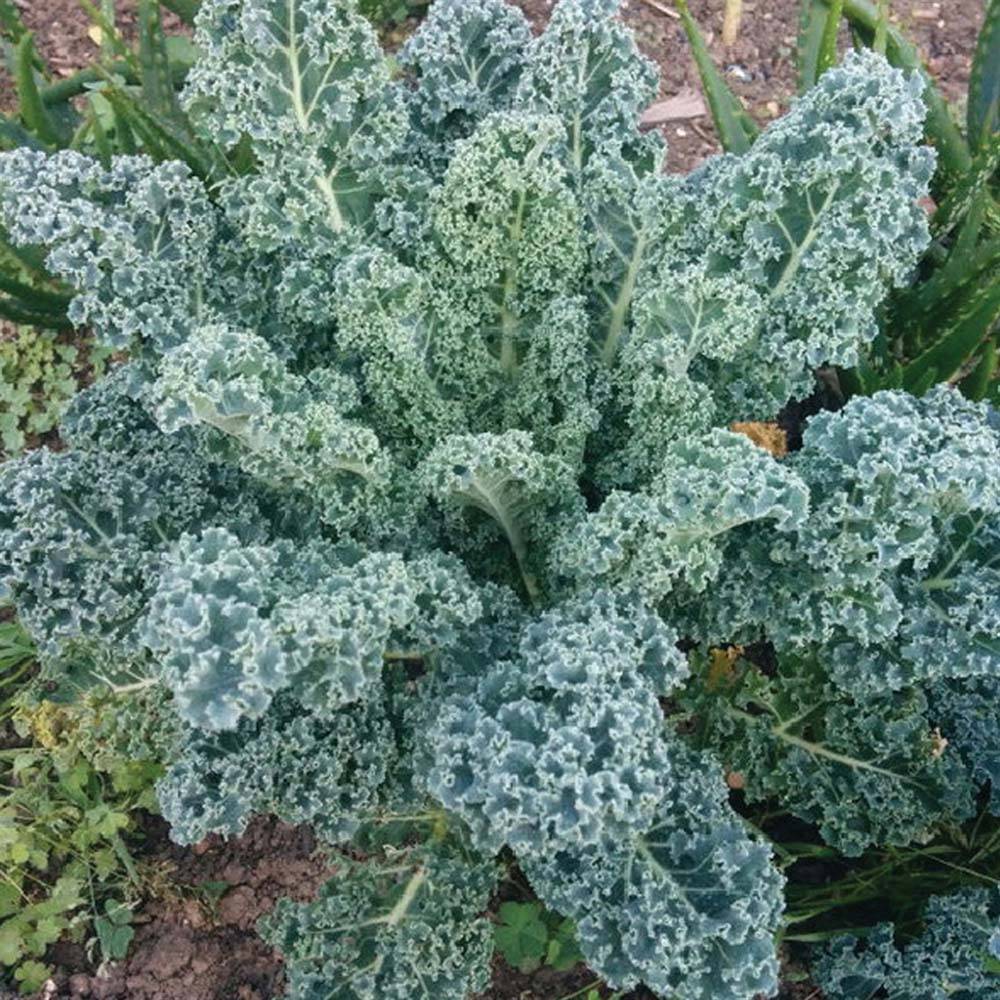 Chou Kale Blue Scotch Curled le sachet de 250 graines environ (1g)