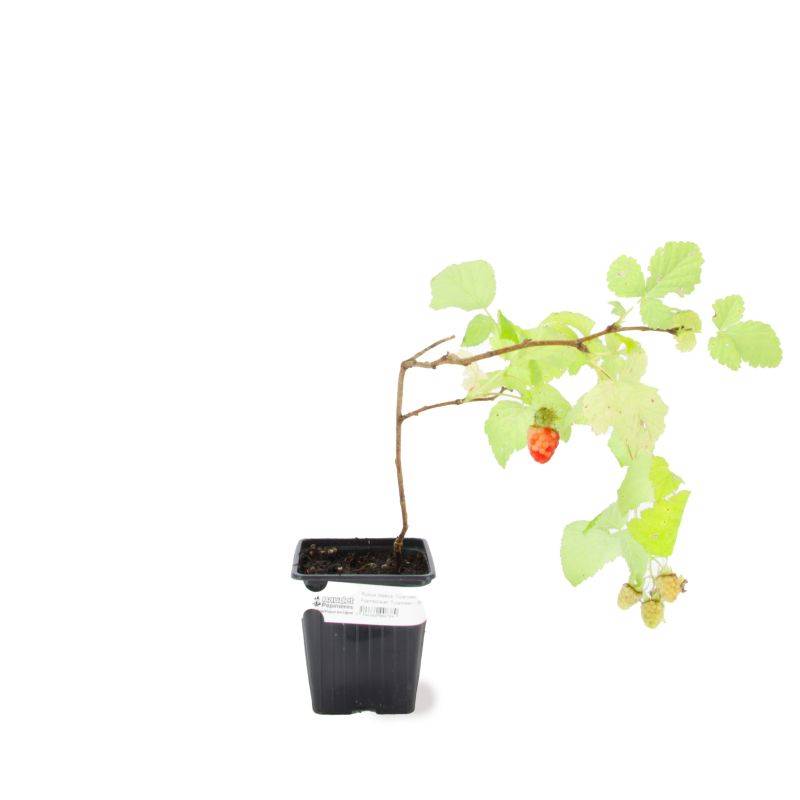 Framboisier 'Tulameen' BIO (Rubus idaeus 'Tulameen') - Godet 9cm - Pépinières Naudet - Imagen 2