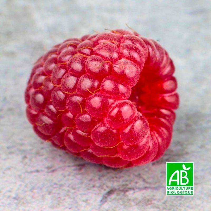 Framboisier 'Tulameen' BIO (Rubus idaeus 'Tulameen') - Godet 9cm - Pépinières Naudet - Imagen 1
