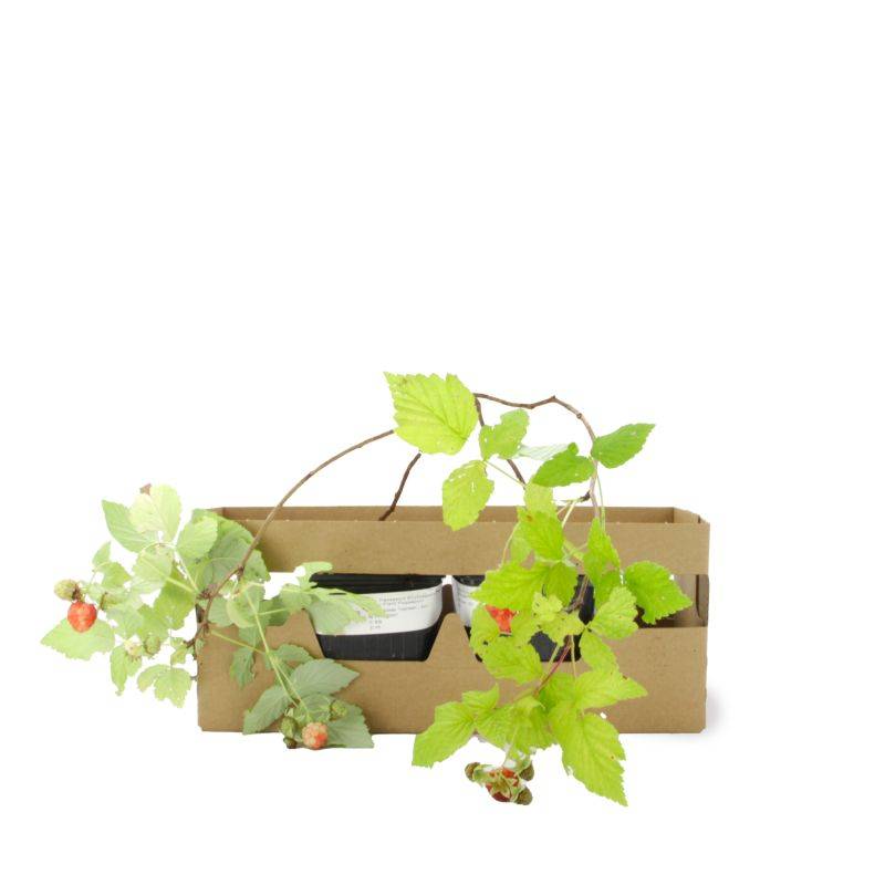 Framboisier 'Tulameen' BIO (Rubus idaeus 'Tulameen') - Godet 9cm - Pépinières Naudet - Imagen 4