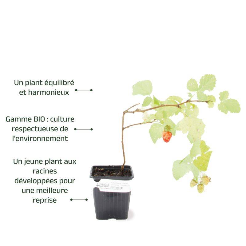 Framboisier 'Tulameen' BIO (Rubus idaeus 'Tulameen') - Godet 9cm - Pépinières Naudet - Imagen 3