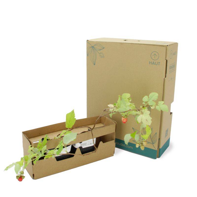 Framboisier 'Tulameen' BIO (Rubus idaeus 'Tulameen') - Godet 9cm - Pépinières Naudet - Imagen 5