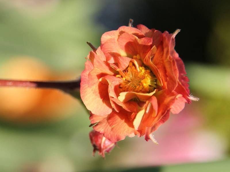 Geum Mai Tai - Benoîte saumon abricot  Godet de 8/9 cm - Image 3