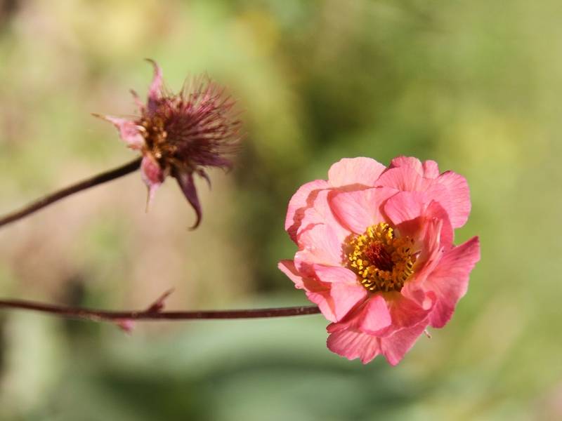 Geum Mai Tai - Benoîte saumon abricot Godet de 8/9 cm - Image 2