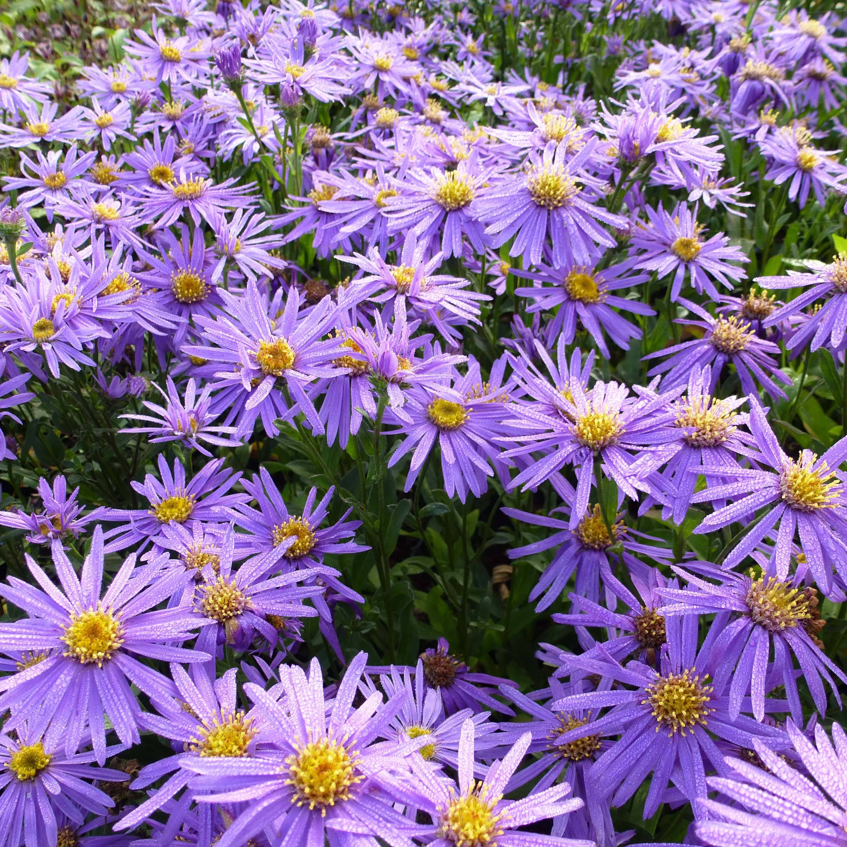 Promesse de Fleurs - Aster amellus Sonora - Aster d'été Godet de 8/9 cm