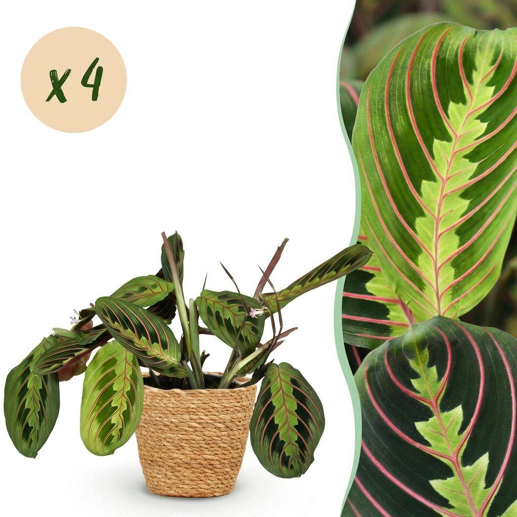 Maranta Fascinator Tricolour - Pet-friendly - Pot de 12cm - Hauteur 25cm - 4 plantes - Panier - Plantes d'intérieur
