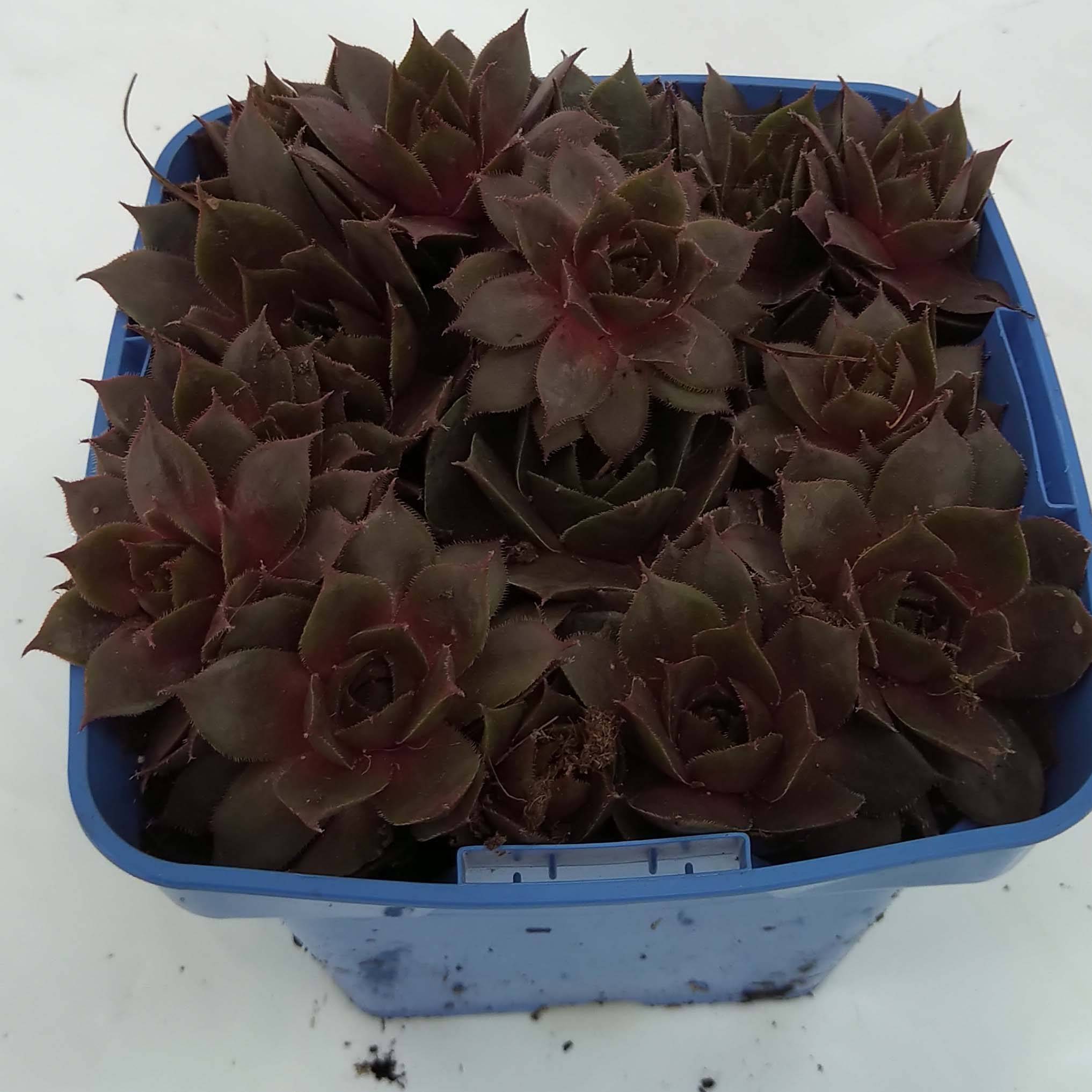Sempervivum Chick Charms Plum Perfect  - Joubarbe Pot de 10 cm/11cm